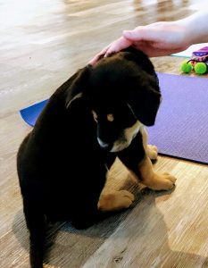 A yoga participant petting a puppy.