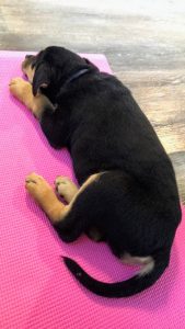 Puppy sleeping on a yoga mat.