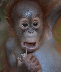 Baby orangutan Monita making a funny and cute face.