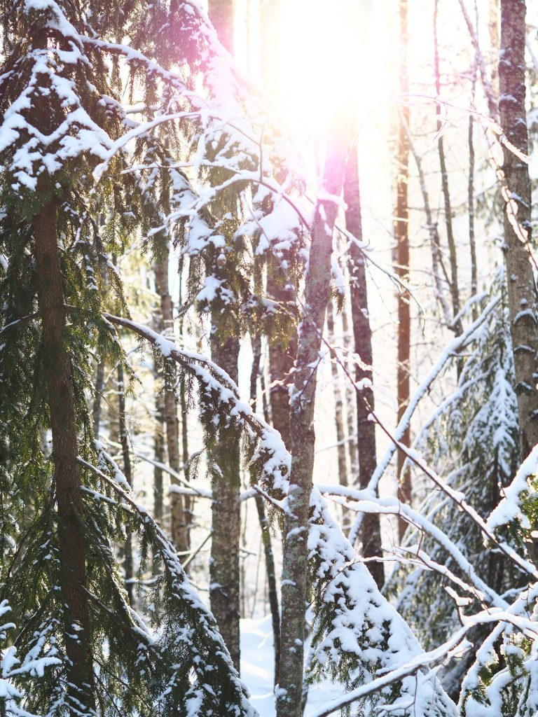 Sunlight streaming through the trees in a snow-covered forest.